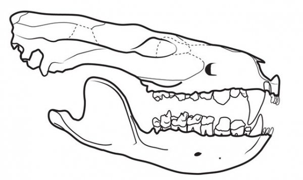 有超强咬合力的古哺乳动物，能捕食小恐龙