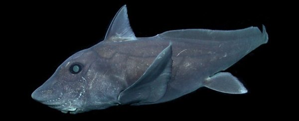 深海生物！科研机构首次公布幽灵鲨画面