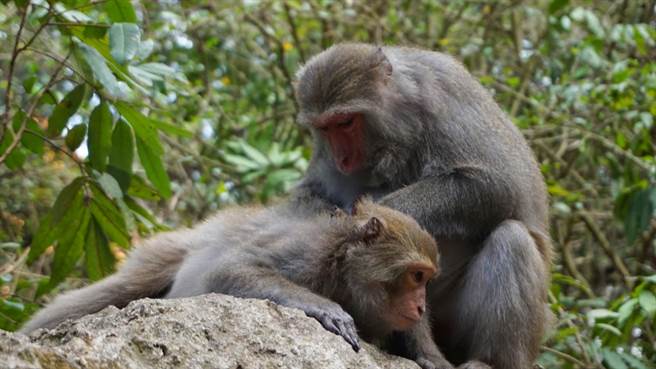 根据研究人员的分析结果显示，猕猴很容易就能发出许多不同的声音。