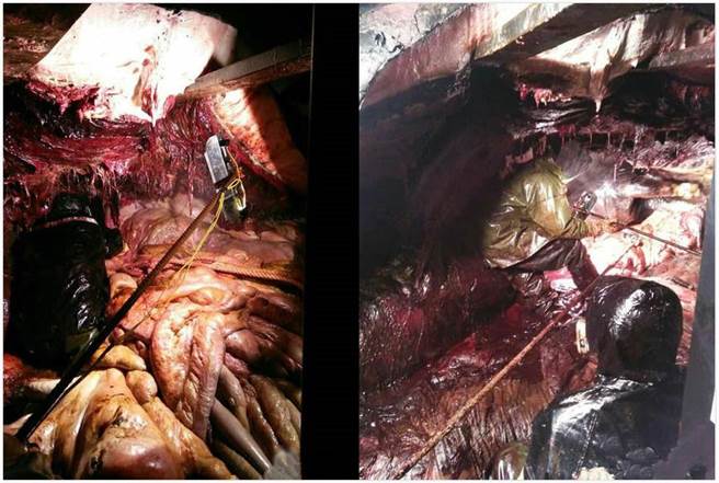 参与制作的专家表示，解剖鲸鱼是世界上最脏最累的工作之一。