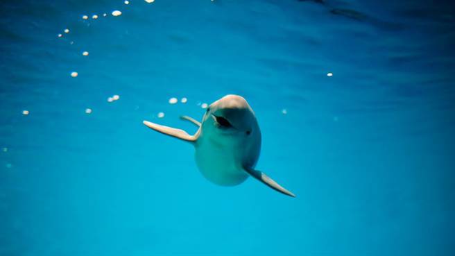 有“水中熊猫”之称的“长江江豚”只剩500只，未来10年恐灭绝！