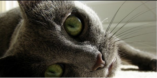 得流感是猫的锅？