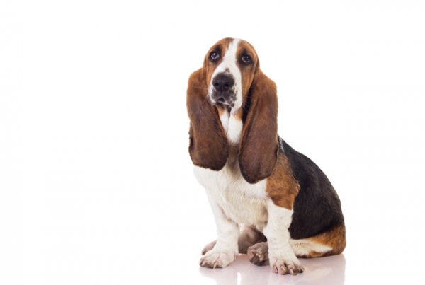 汪星人为什么喜欢深情凝视铲屎官？