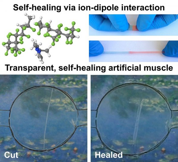 受金刚狼启发，研制可自我愈合的新型塑料