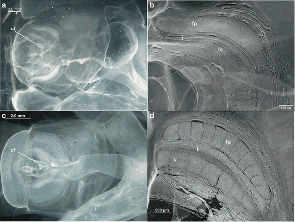 困扰科学界百年的神秘海洋凝胶