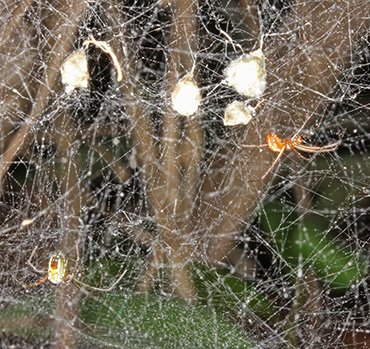 蜘蛛家族的绝世好爸爸