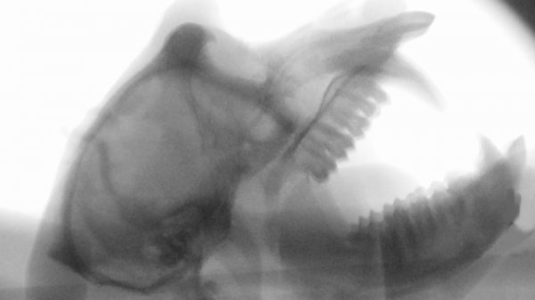 如果猴子会说话，声音会很可怕