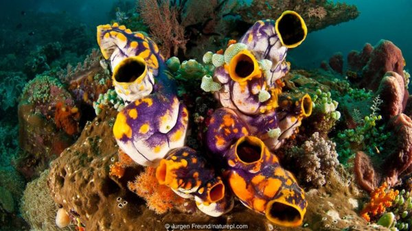 自然界的动物自噬现象