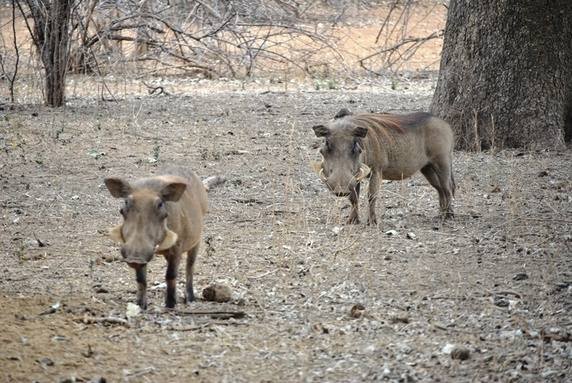 [Quora] 动物门有趣的躲藏方式