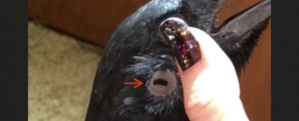 很奇怪，乌鸦的耳朵很奇怪