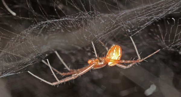 蜘蛛家族的绝世好爸爸