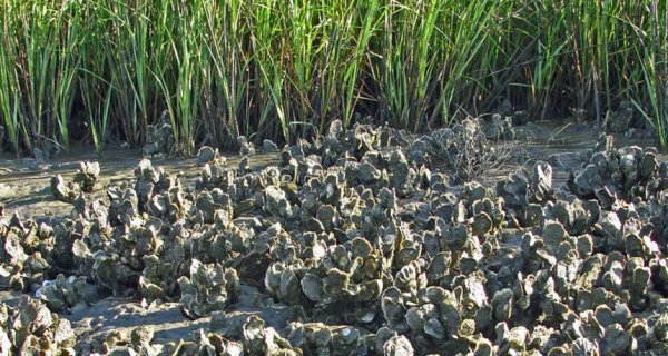 生蚝大量死亡之谜：根源竟是全球变暖？