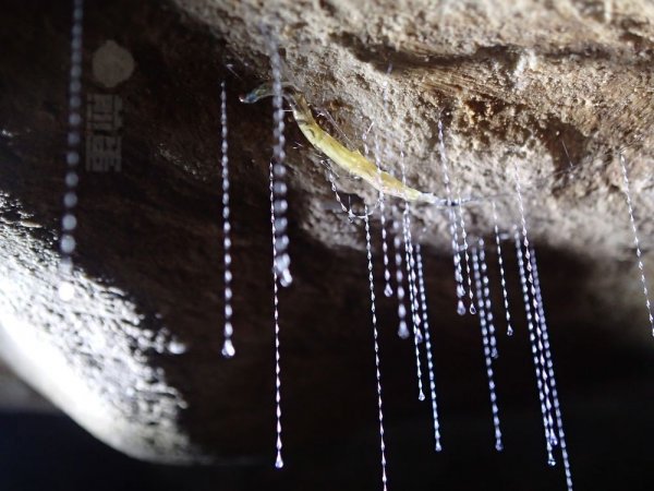 特别的捕食技巧：用尿串串粘飞虫