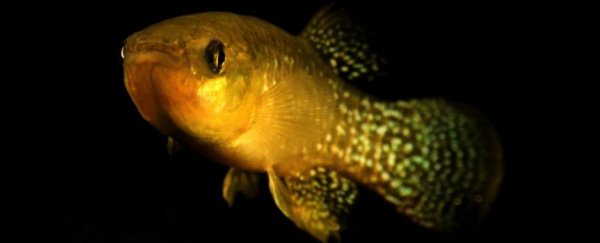 在美国东海岸，出现了一种有毒废物耐受能力超强的鱼