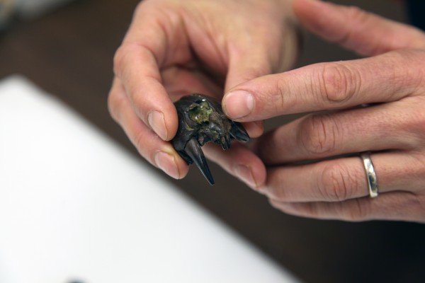 有超强咬合力的古哺乳动物，能捕食小恐龙