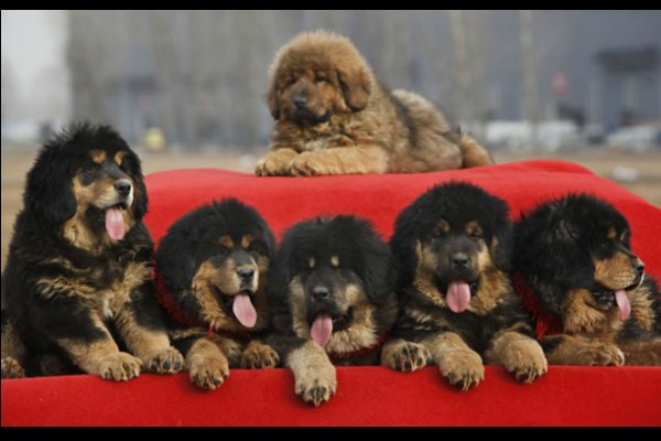 藏獒这么屌，要感谢它们祖先同狼交配的勇气