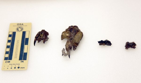 有超强咬合力的古哺乳动物，能捕食小恐龙