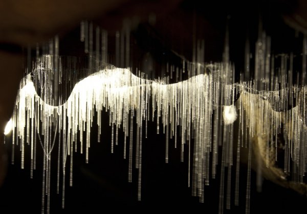 特别的捕食技巧：用尿串串粘飞虫