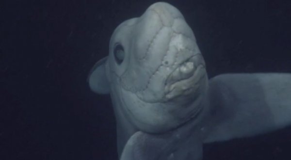 深海生物！科研机构首次公布幽灵鲨画面