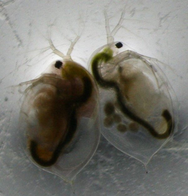 性的存在是为了预防疾病