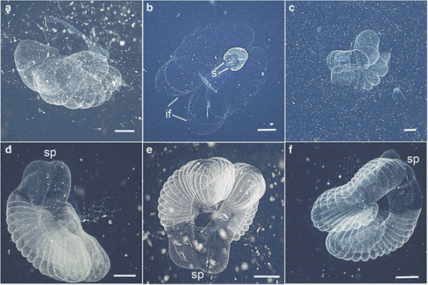 困扰科学界百年的神秘海洋凝胶
