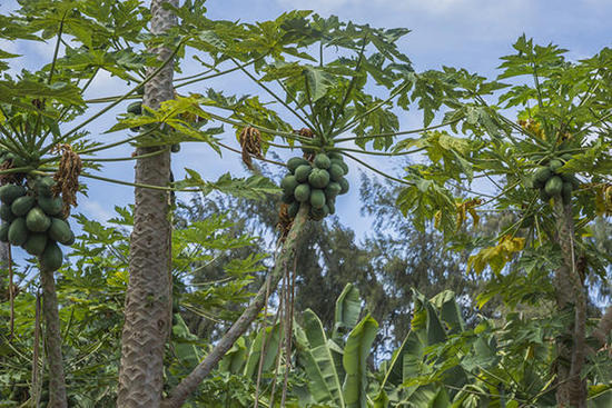 种植园里的番木瓜树。图片：shutterstock.com