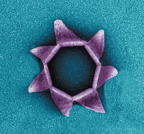 原核生物利用CRISPR-Cas抵抗在细胞上形成图中结构的病毒。 图片来源：Tessa