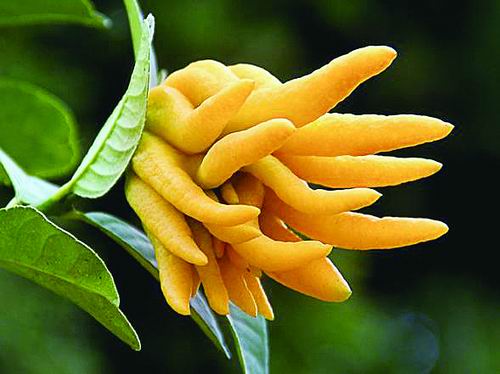 佛手的果实裂开如手掌。