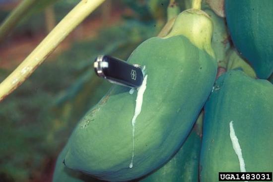 喏，就像这样。图片：bugwoodcloud.org