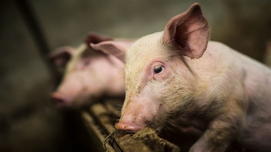 耳垢能“流动”清理耳朵。图片来源：dusanpetkovic/iStockphoto