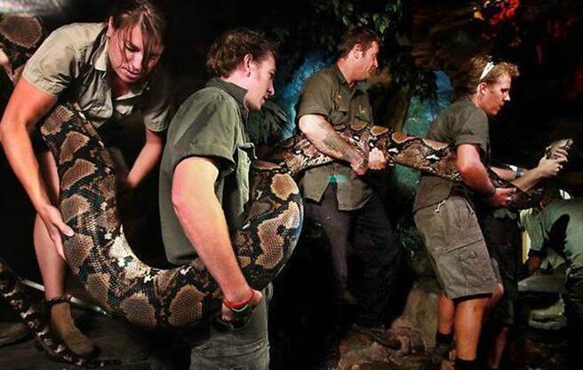 猜猜看？世界上最长动物是什么？