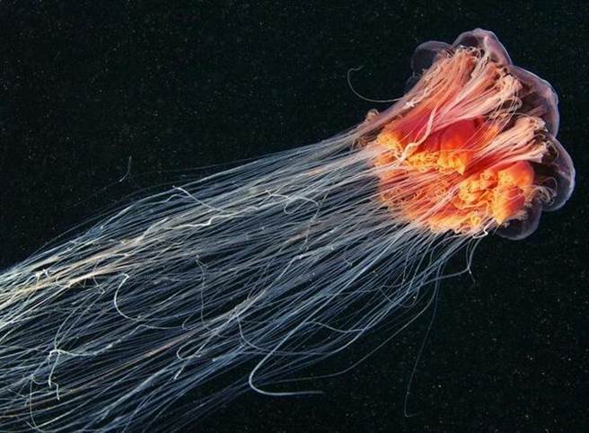 世界上最大的水母——狮鬃水母。