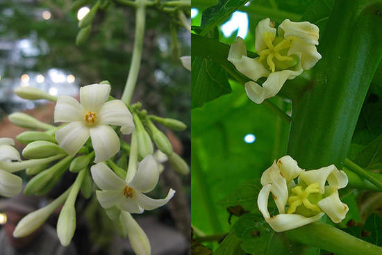 番木瓜的雄花（左）与雌花（右）。图片：顾有容