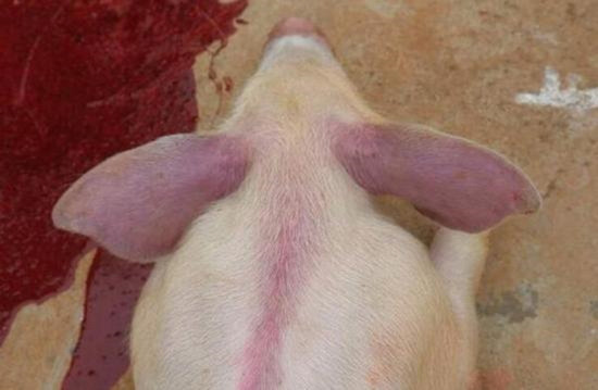 感染“蓝耳病”的小猪。