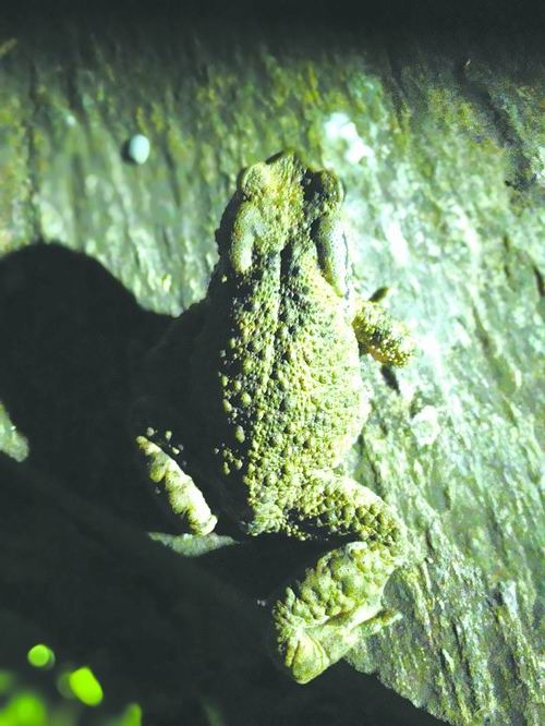 中华蟾蜍华西亚种 赵序茅摄