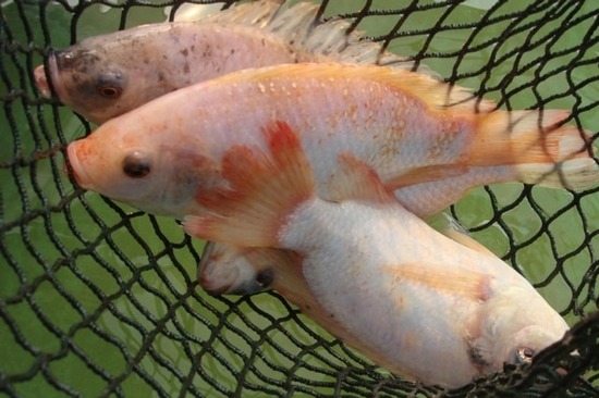 缺少以其他治疗方案，巴西医生转而使用罗非鱼。