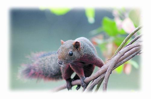 赤腹松鼠（Callosciurus erythraeus）