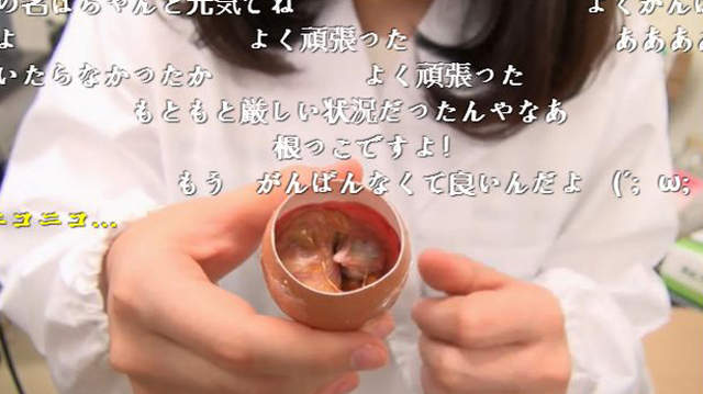 万人守候《小鸡孵化网络直播》无法破蛋而出好伤心…… - 图片16