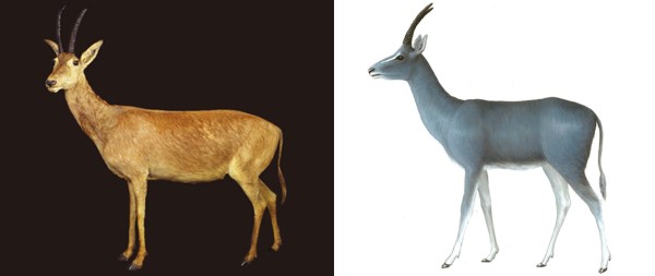 “蓝色”皮毛的哺乳动物真的存在吗？