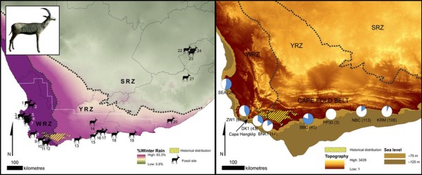 “蓝色”皮毛的哺乳动物真的存在吗？