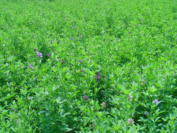 产金植物真的存在吗？