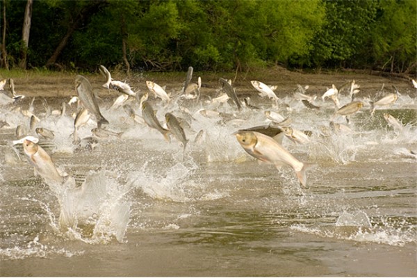 鲤鱼和鲢鱼有何不同？