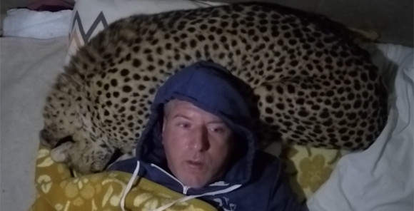 《把猎豹当枕头睡觉》人家是去认真研究大猫的（呼噜噜） - 图片7