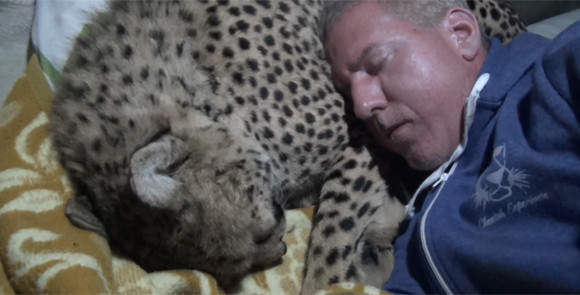 《把猎豹当枕头睡觉》人家是去认真研究大猫的（呼噜噜） - 图片6