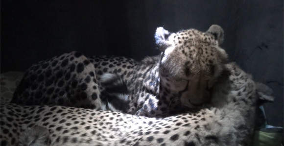 《把猎豹当枕头睡觉》人家是去认真研究大猫的（呼噜噜） - 图片3