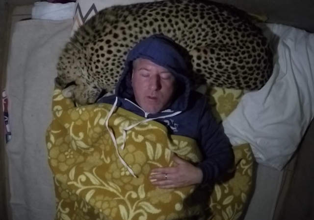 《把猎豹当枕头睡觉》人家是去认真研究大猫的（呼噜噜） - 图片1