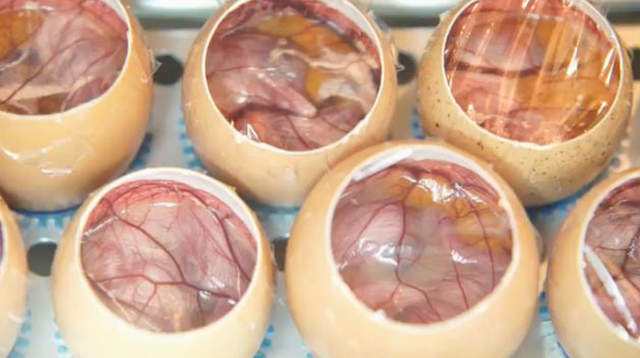 万人守候《小鸡孵化网络直播》无法破蛋而出好伤心…… - 图片5