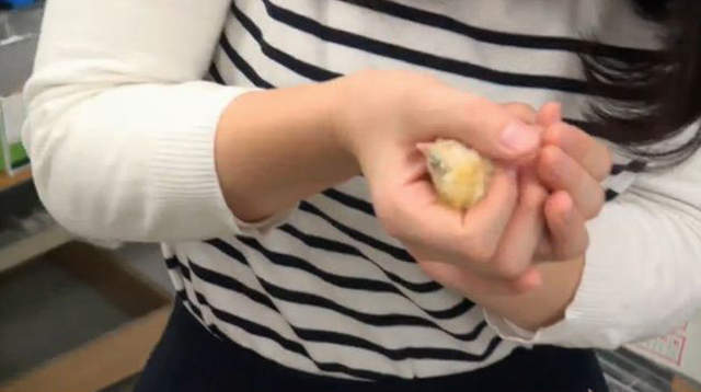 万人守候《小鸡孵化网络直播》无法破蛋而出好伤心…… - 图片9