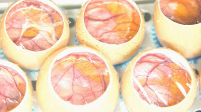 万人守候《小鸡孵化网络直播》无法破蛋而出好伤心…… - 图片4