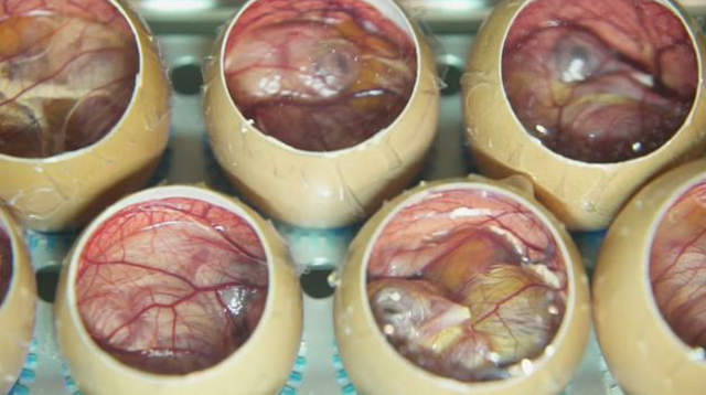 万人守候《小鸡孵化网络直播》无法破蛋而出好伤心…… - 图片6